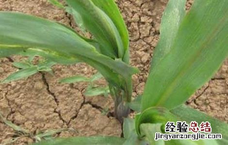 玉米蓟马怎么防治 玉米蓟马的防治方法