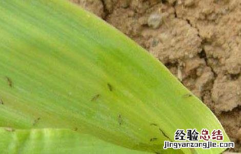 玉米蓟马怎么防治 玉米蓟马的防治方法