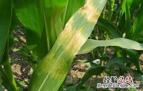 玉米褐斑病的防治方法 玉米褐斑病的防治方法在这里了,需要的赶紧来看了