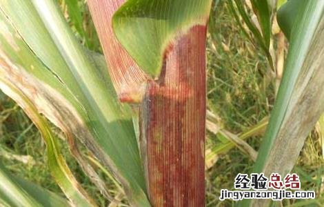 玉米褐斑病的防治方法 玉米褐斑病的防治方法在这里了,需要的赶紧来看了