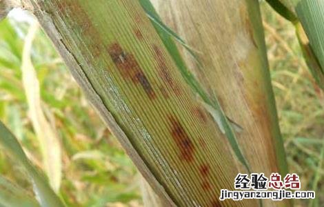 玉米褐斑病的防治方法 玉米褐斑病的防治方法在这里了,需要的赶紧来看了