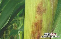 玉米褐斑病的防治方法 玉米褐斑病的防治方法在这里了,需要的赶紧来看了