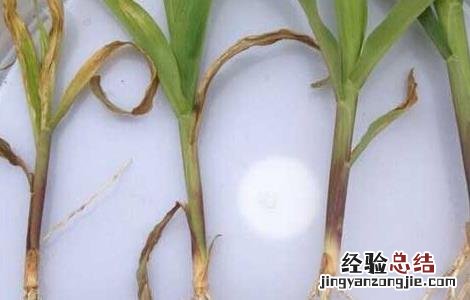 玉米苗枯病的防治方法视频 玉米苗枯病的防治方法