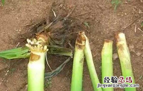 玉米苗枯病的防治方法视频 玉米苗枯病的防治方法