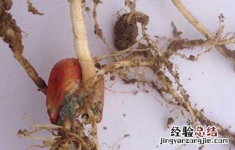 玉米苗枯病的防治方法视频 玉米苗枯病的防治方法