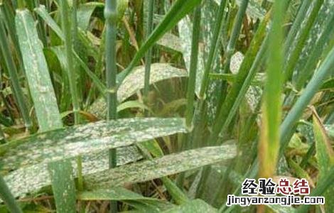 小麦白粉病怎么防冶 小麦白粉病的防治方法