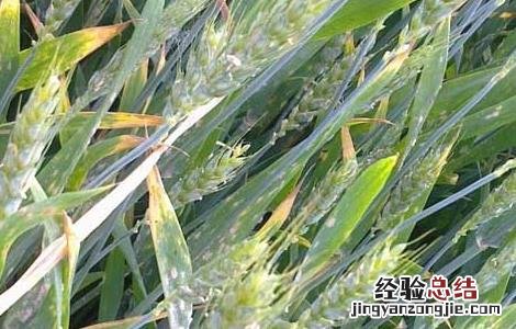 小麦白粉病怎么防冶 小麦白粉病的防治方法