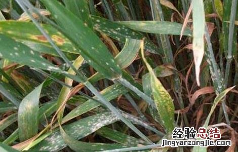 小麦白粉病怎么防冶 小麦白粉病的防治方法