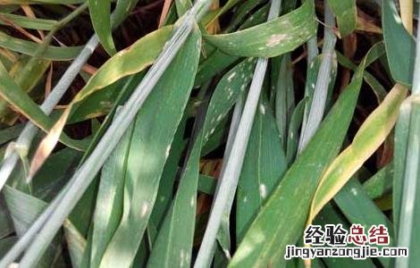 小麦白粉病怎么防冶 小麦白粉病的防治方法