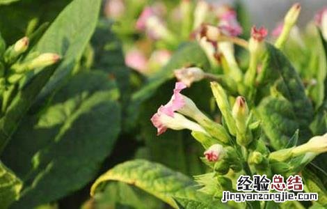 烟草花叶病的防治方法 烟草花叶病的防治方法视频