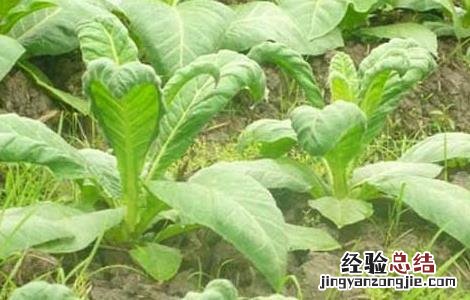烟草花叶病的防治方法 烟草花叶病的防治方法视频