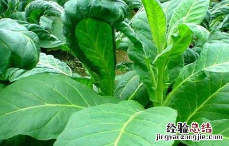 烟草花叶病的防治方法 烟草花叶病的防治方法视频