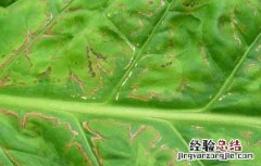 烟草花叶病的防治方法 烟草花叶病的防治方法视频