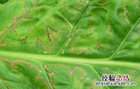 烟草花叶病的防治方法 烟草花叶病的防治方法视频