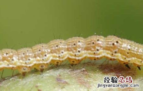 棉铃虫的防治技术 棉铃虫防治措施