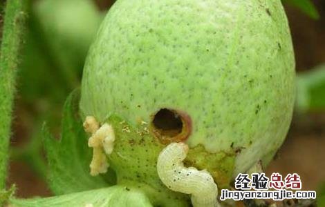 棉铃虫的防治技术 棉铃虫防治措施