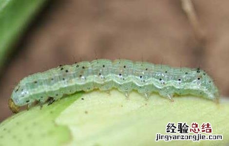 棉铃虫的防治技术 棉铃虫防治措施