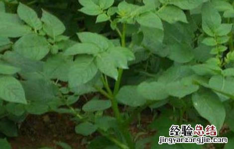 马铃薯叶枯病的防治方法 马铃薯叶枯病的防治方法视频