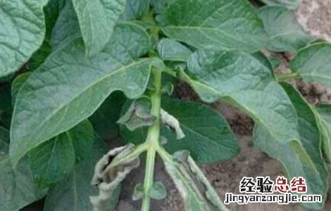 马铃薯叶枯病的防治方法 马铃薯叶枯病的防治方法视频