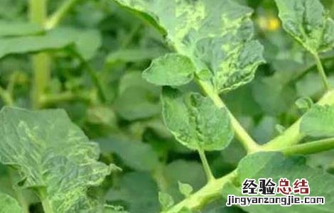 马铃薯叶枯病的防治方法 马铃薯叶枯病的防治方法视频