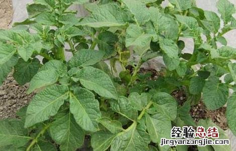 马铃薯叶枯病的防治方法 马铃薯叶枯病的防治方法视频