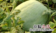 三白瓜的禁忌人群 哪些人不能吃三白瓜