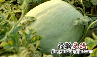 三白瓜的禁忌人群 哪些人不能吃三白瓜