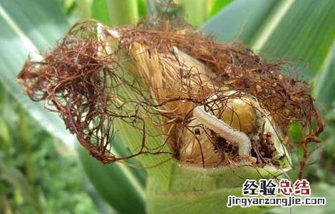 赤眼蜂防治玉米螟的技术要点 赤眼蜂如何防治玉米螟