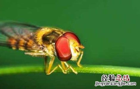 赤眼蜂防治玉米螟的技术要点 赤眼蜂如何防治玉米螟