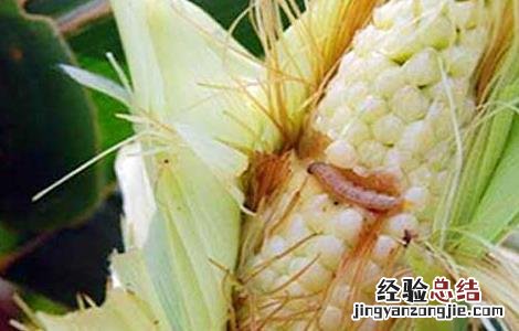 赤眼蜂防治玉米螟的技术要点 赤眼蜂如何防治玉米螟