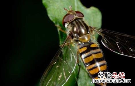 赤眼蜂防治玉米螟的技术要点 赤眼蜂如何防治玉米螟