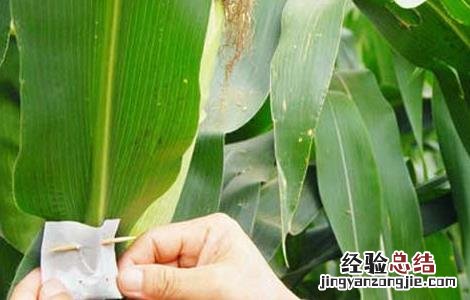 赤眼蜂防治玉米螟的技术要点 赤眼蜂如何防治玉米螟