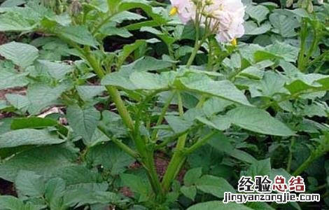 马铃薯枯萎病如何防治? 马铃薯枯萎病的防治方法