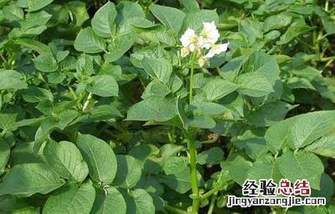 马铃薯枯萎病如何防治? 马铃薯枯萎病的防治方法