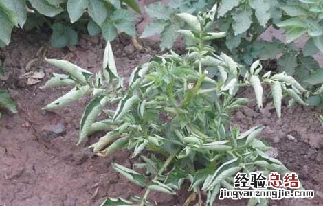 马铃薯枯萎病如何防治? 马铃薯枯萎病的防治方法
