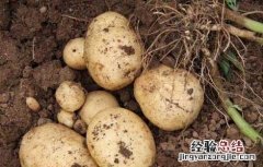马铃薯枯萎病如何防治? 马铃薯枯萎病的防治方法