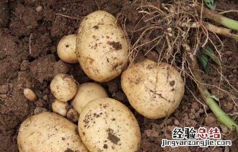 马铃薯枯萎病如何防治? 马铃薯枯萎病的防治方法