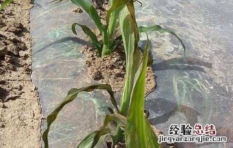 玉米茎腐病的防治方法 玉米茎腐病的防治方法是什么