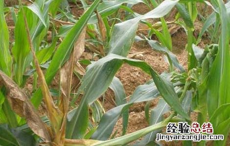 玉米茎腐病的防治方法 玉米茎腐病的防治方法是什么