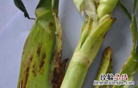 玉米茎腐病的防治方法 玉米茎腐病的防治方法是什么