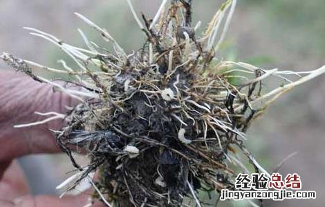稻水象甲如何防治 稻水象甲怎么防控