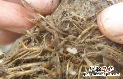 稻水象甲如何防治 稻水象甲怎么防控