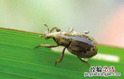 稻水象甲如何防治 稻水象甲怎么防控