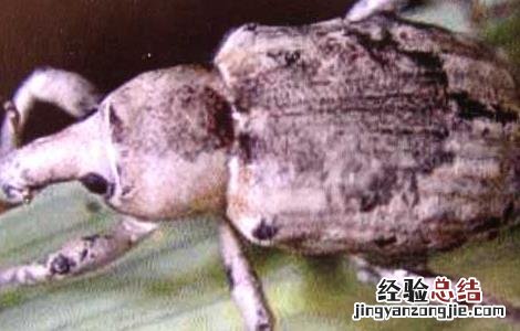 稻水象甲如何防治 稻水象甲怎么防控