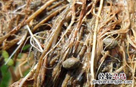 稻水象甲如何防治 稻水象甲怎么防控