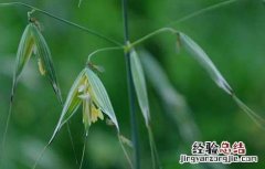 燕麦的生产地 燕麦产地在哪里