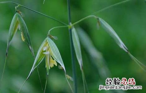 燕麦的生产地 燕麦产地在哪里