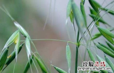 燕麦的生产地 燕麦产地在哪里