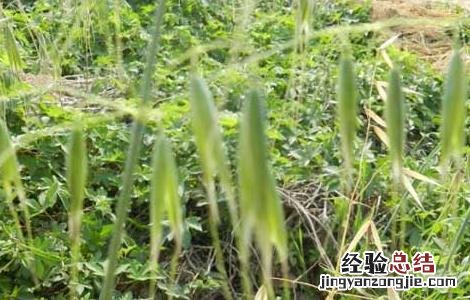 燕麦的生产地 燕麦产地在哪里