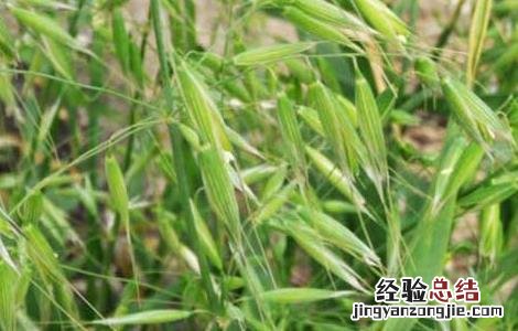 野燕麦是什么植物 野燕麦是什么植物的叶子